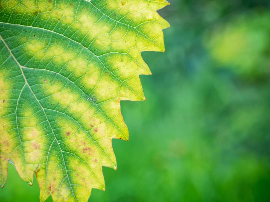 Closeup of vine grape leaf with chlorosis closeup. Diseases of grapes. Chlorosis of leaves.