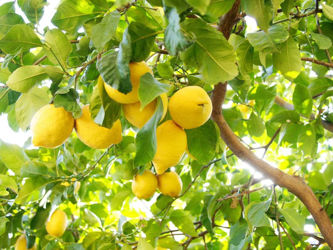 A close up of a cluster of lemons hang from a branch with the sun shining through the leaves of the tree.