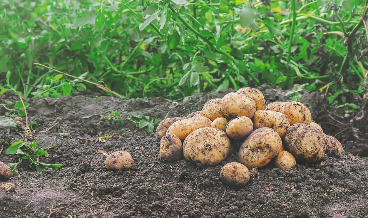 Potato plant