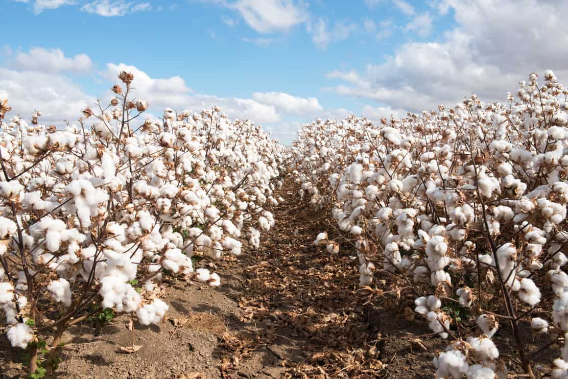 Cotton shrubs ready for harvest