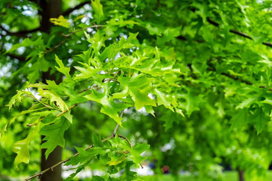 Green leaves of Quercus palustris, the pin or swamp Spanish oak