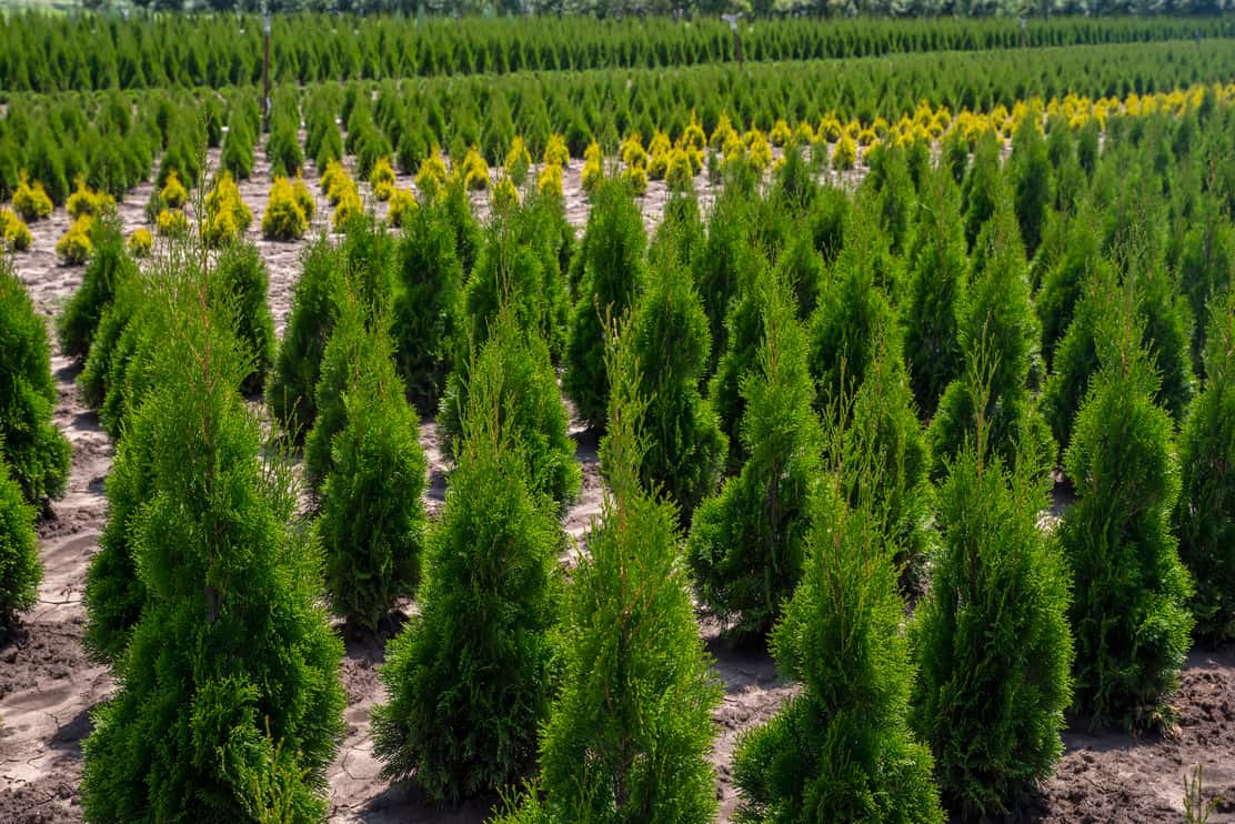 Thuja occidentalis in garden center. Plant nursery.