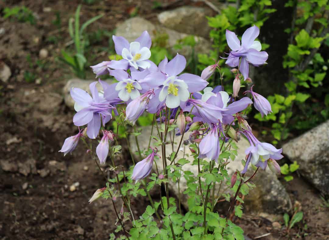 Purple columbine flower