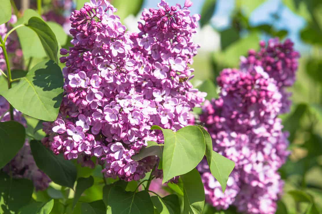 Purple lilac flowers