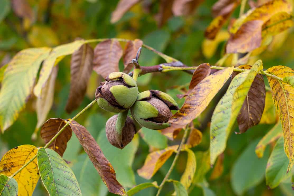 Ripe walnuts on the tree popping out of their shell