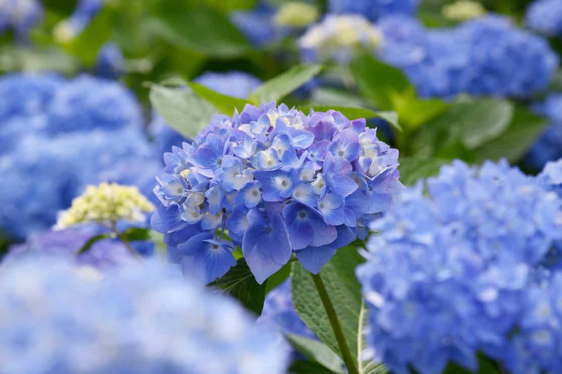 Blue hydrangea plant