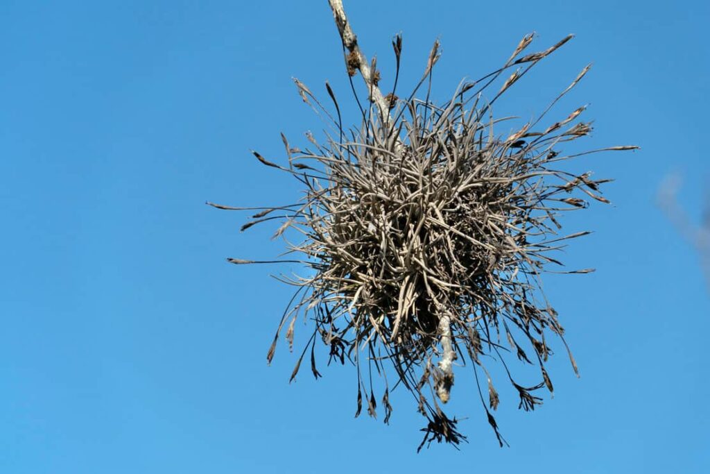 Tillandsia recurvata aerial Plant in Baja California Sur Mexico