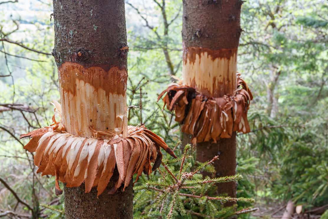 Girdling trees in the forest