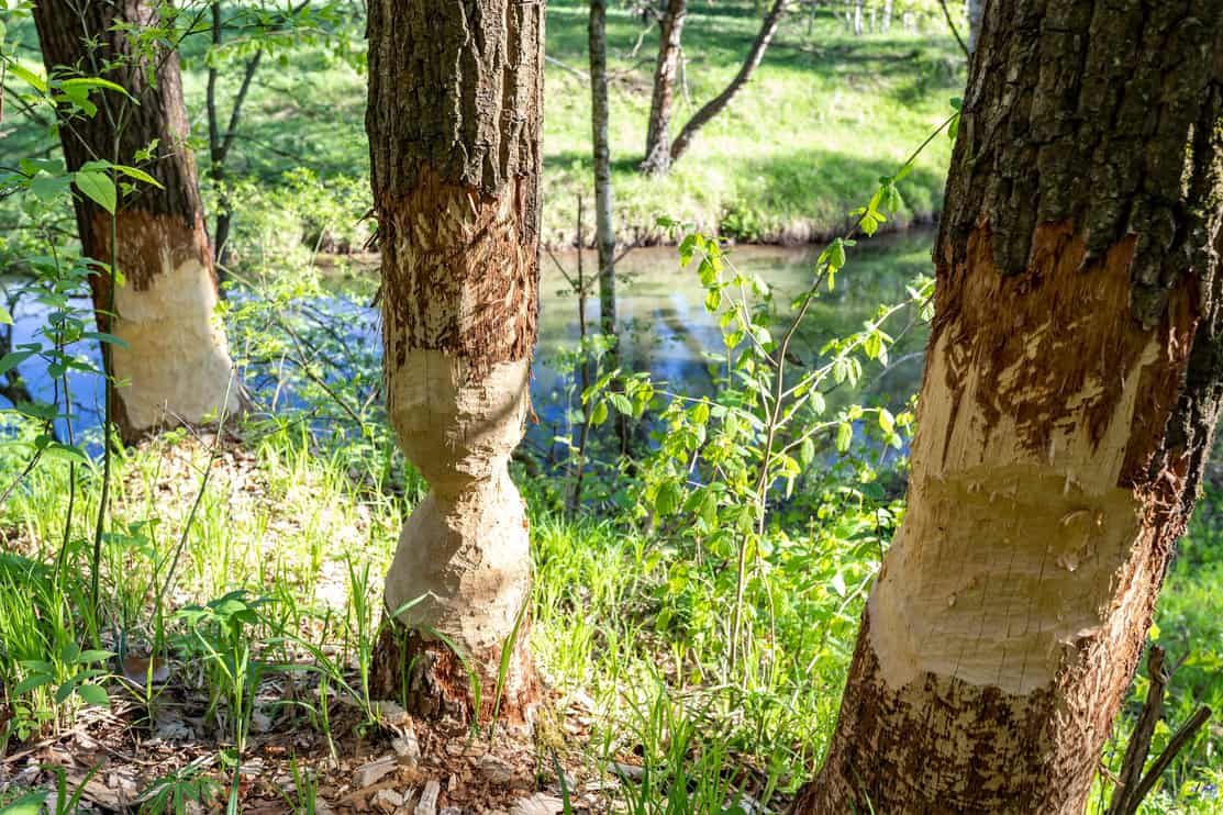 Beaver cut down tree partially
