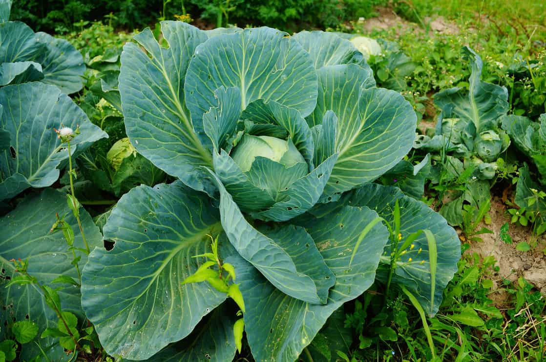 Cabbage plant