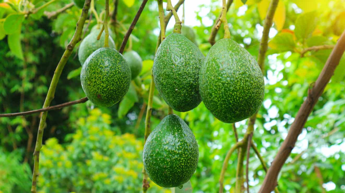 avocado tree