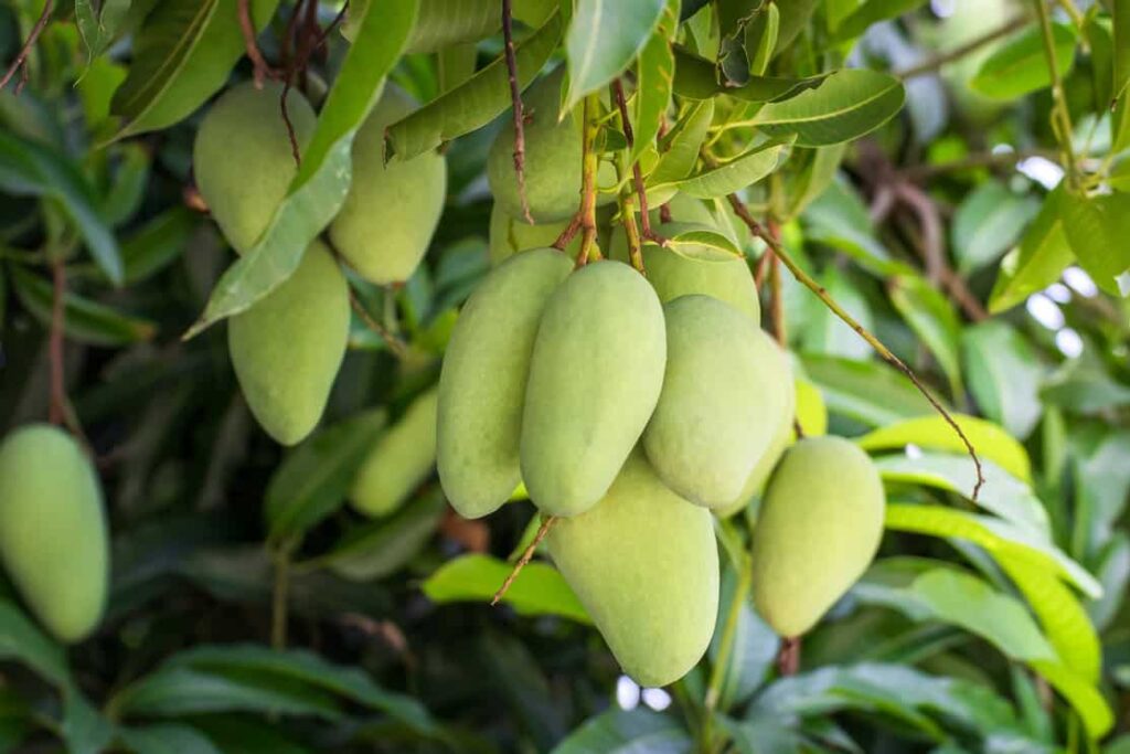 Full Mango Tree Lifespan (And How To Grow Them)