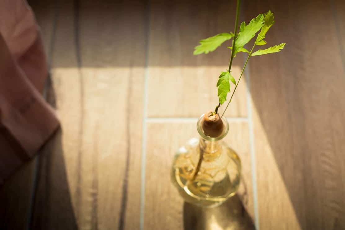 Oak tree (Quercus robur) acorn with tiny green leaves sprouting in a small glass vase filled with water. Home decor idea, natural inspiration. Top view.