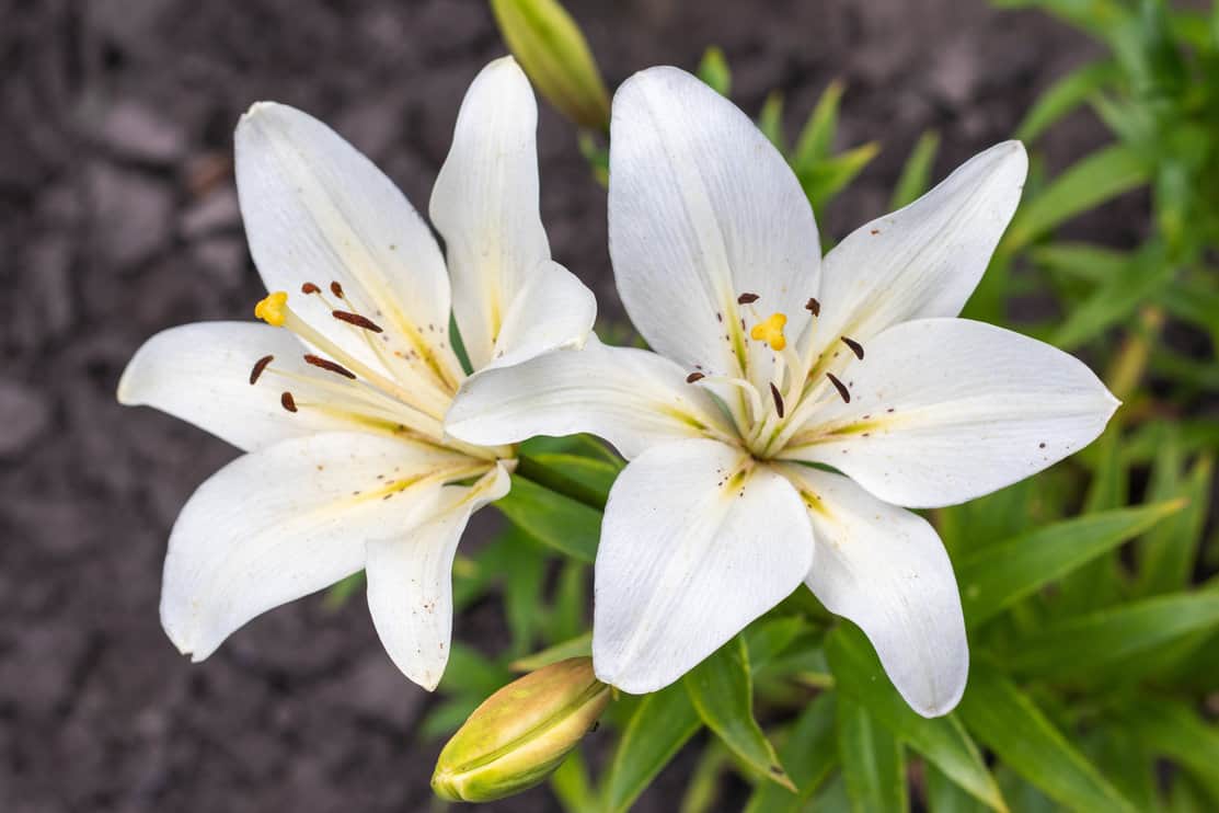 White lilies