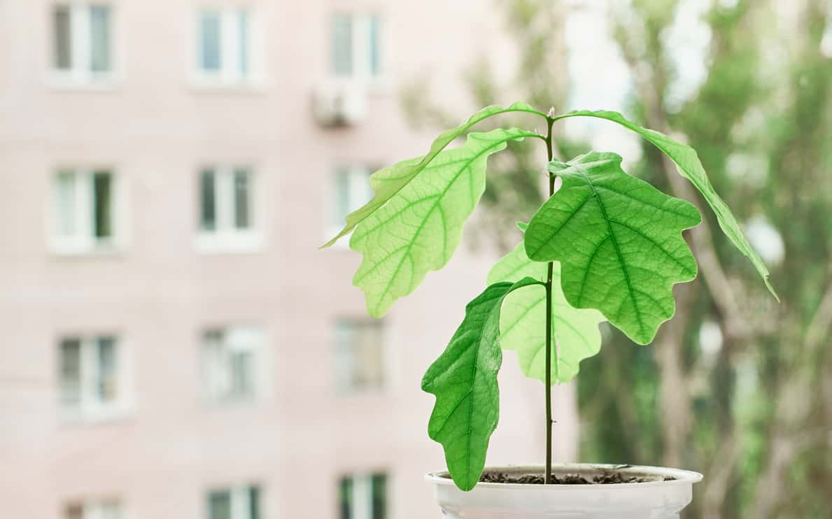 A small oak in a pot on the background of a high-rise building. Green tree in hand. World environment day. Recycling.
