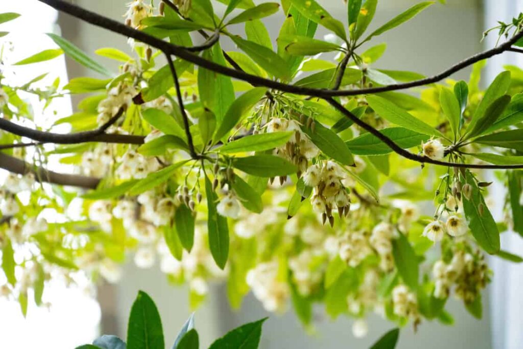 beautiful blooming Elaeocarpus Sylvestris or Elaeocarpus decipiens