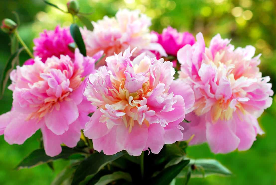 Pink peonies
