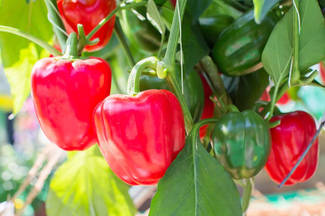 Red and green peppers on the vine