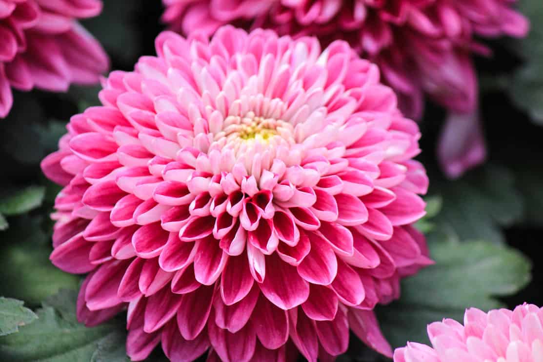 Pink chrysanthemum flower