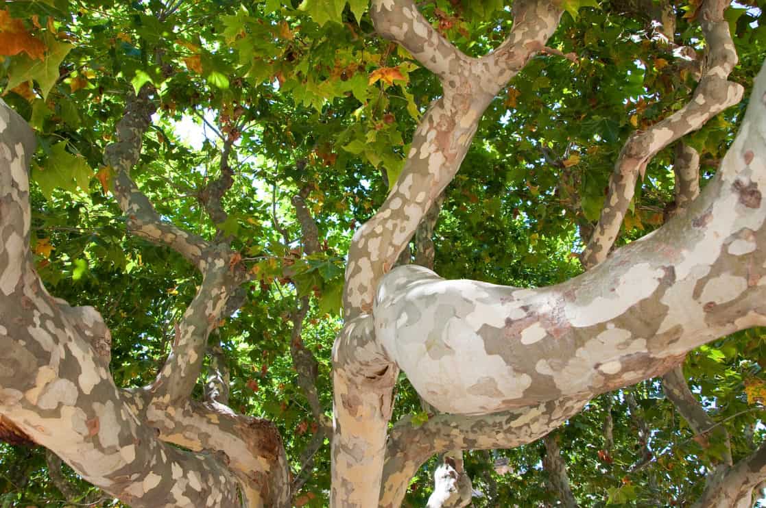 Trunks of a sycamore tree