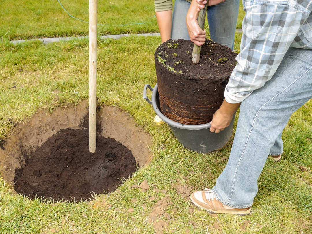 Couple planting oak tree in their backyard garden