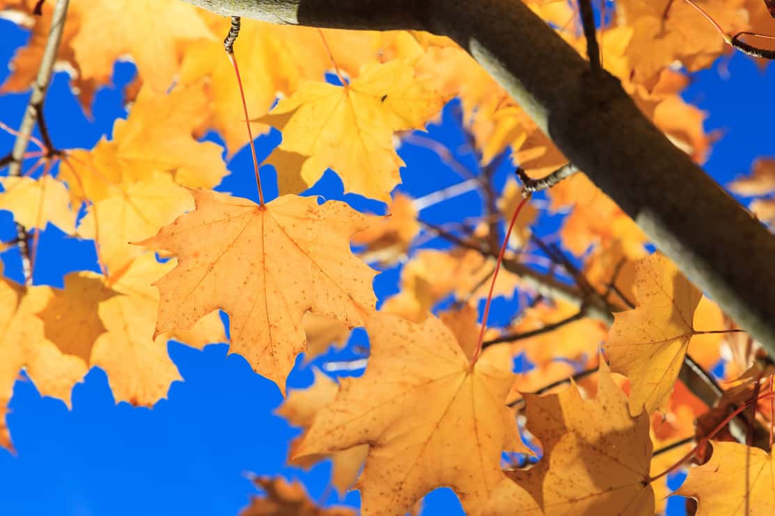 Yellow Maple Autumn Leaves in Aberdeen, Scotland UK