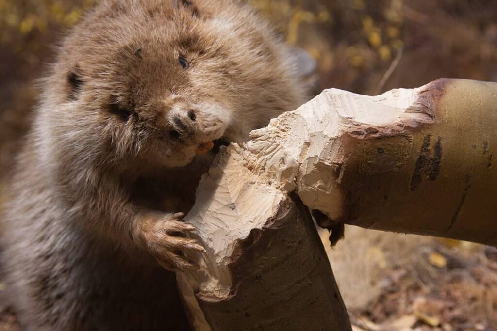 beaver cutting down tree