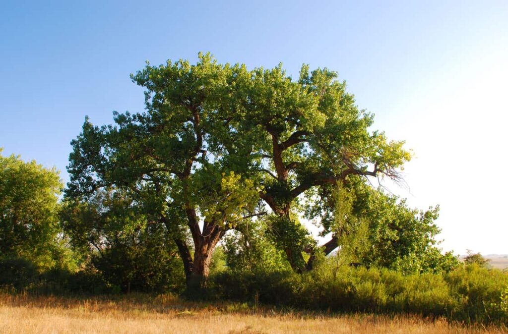 How Cotton Grows On Trees (And How Long It Takes) - Tree Journey