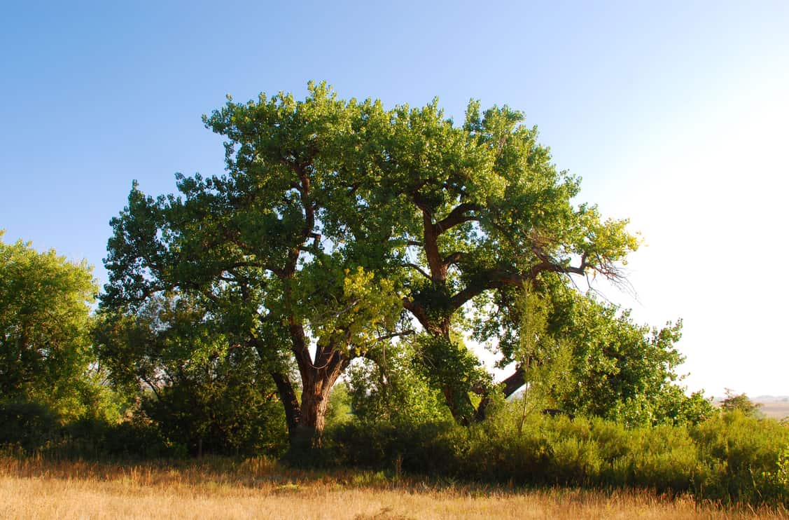 Two cottonwood trees