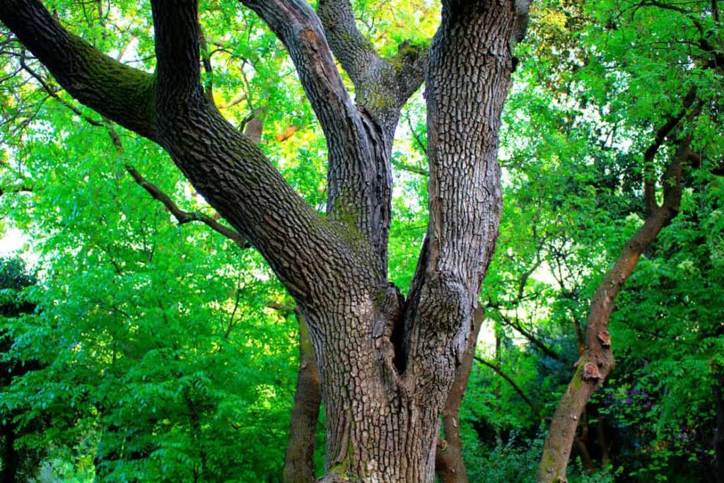 Juglans Nigra (Eastern Black Walnut) tree