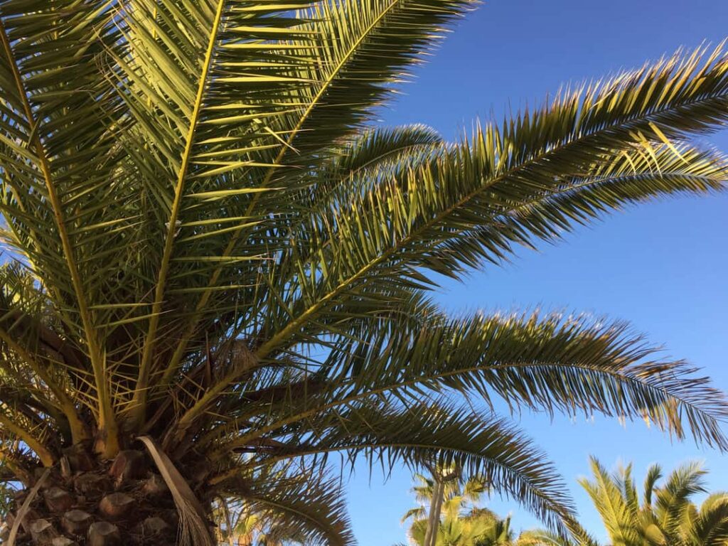 Palm leaf and sunny blue sky background