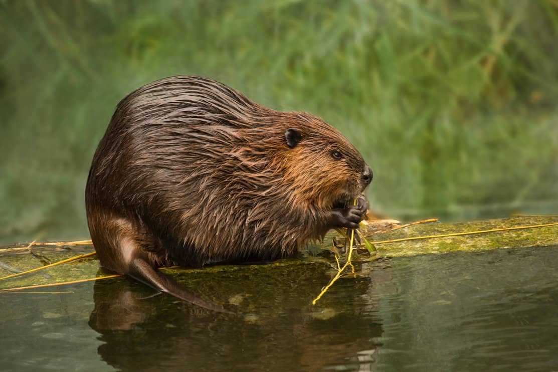 Eurasian beaver (Castor fiber).