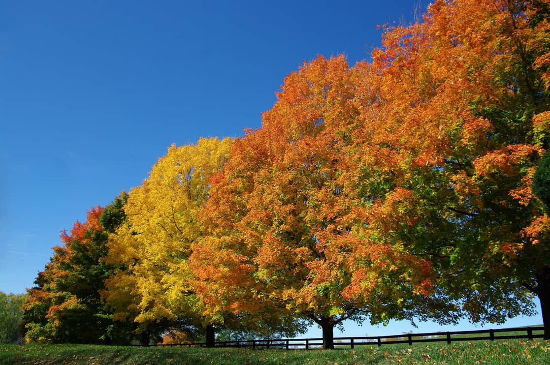 Trees in Fall Colors: A row of maple trees shows a spectrum of fall colors on a sunny October day in northern Virginia.