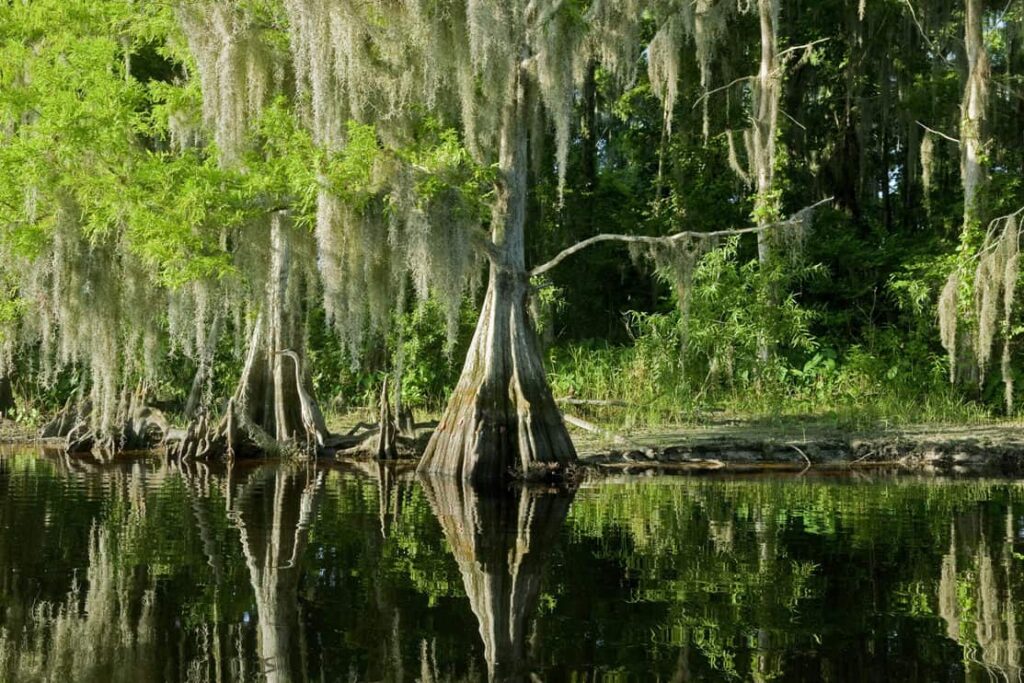 Bald Cypress Trees reflecting in the water in a florida swamp on a warm summer day