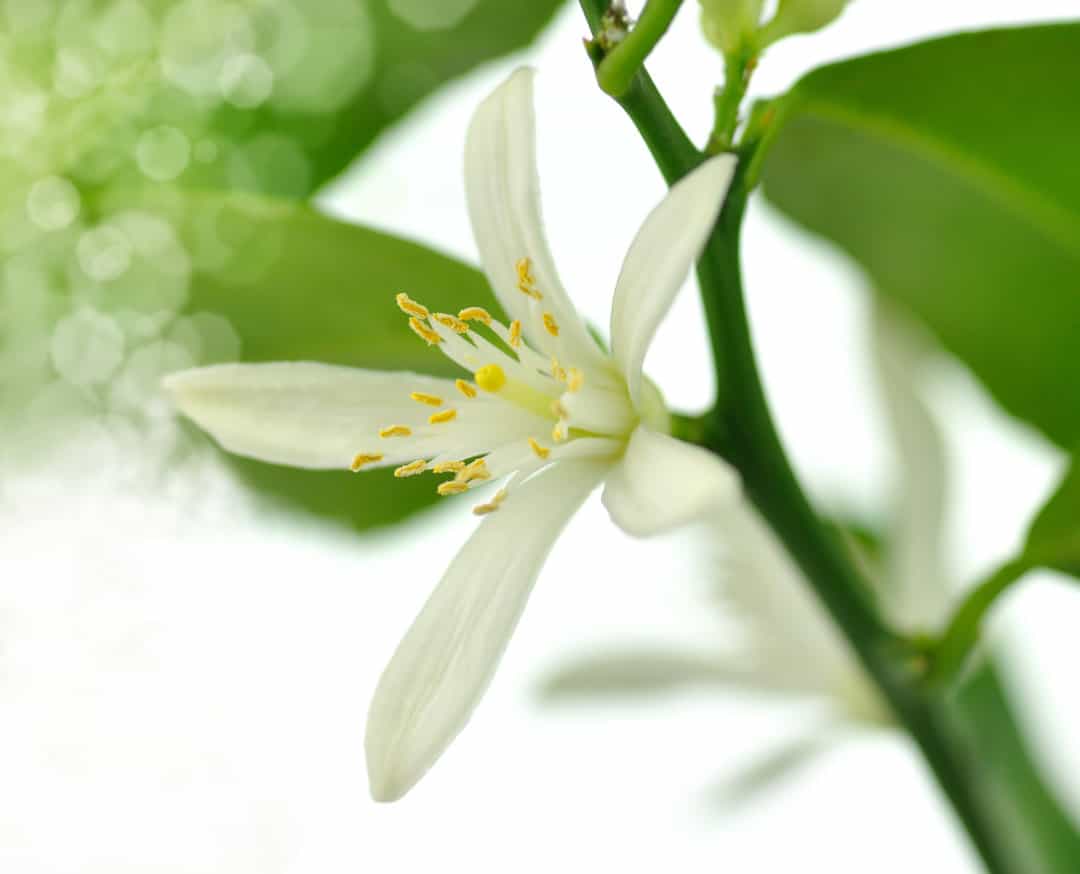 lemon tree flower