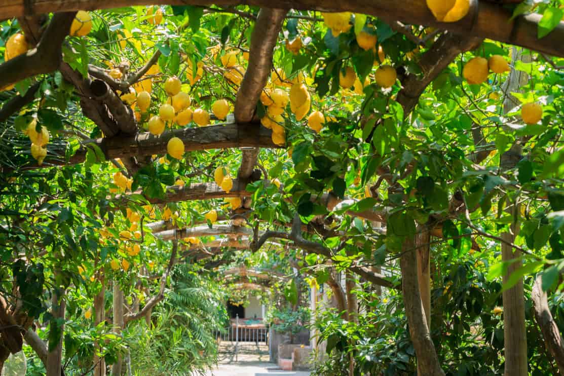 Fruits in Lemon garden at summer