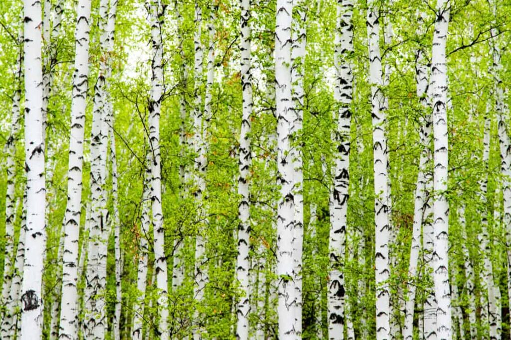background of birch forest trees green spring