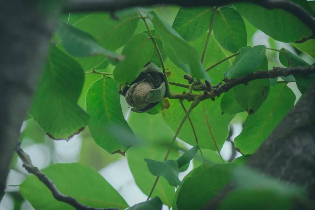 ripe walnuts on the tree