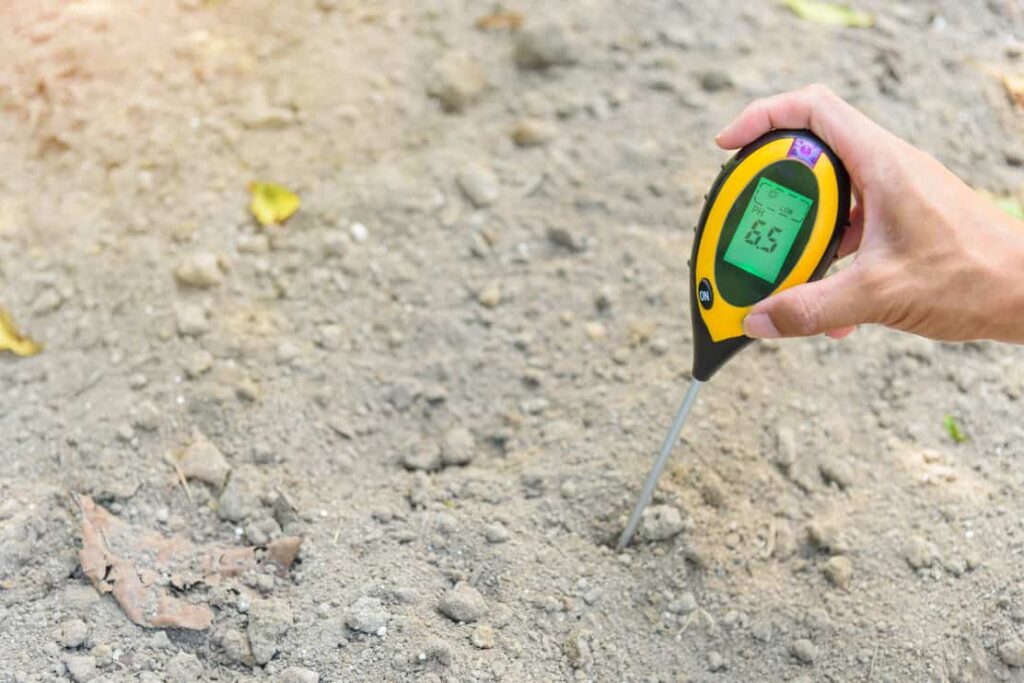 Use soil PH meter for check the PH value tree