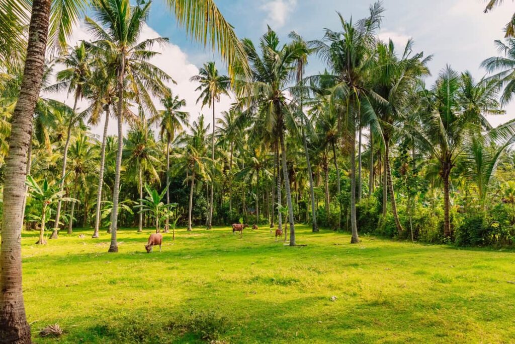Coconut palms with cows in Bali. Tropical island