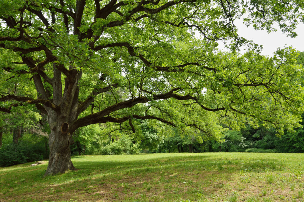 Big Oak Tree in Park with Early Spring Green Leaves