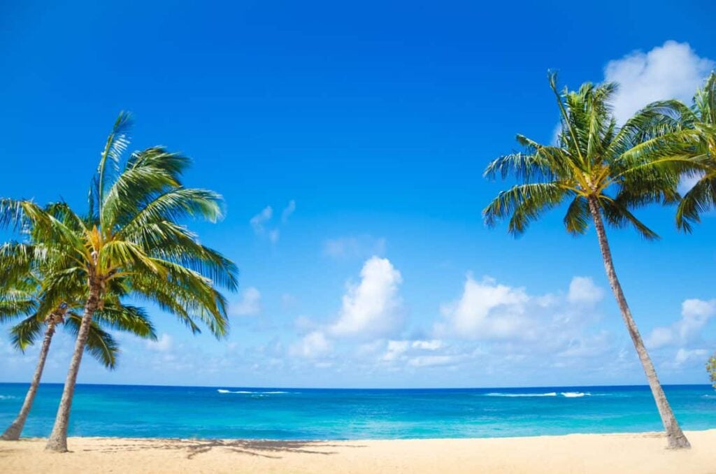 Coconut Palm tree on the sandy beach