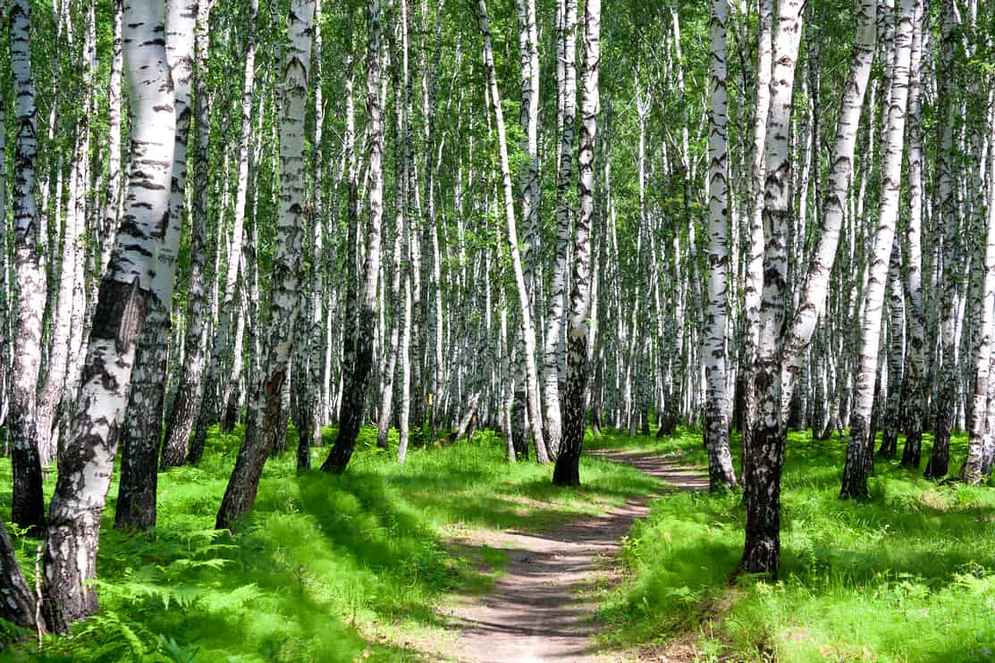 beautiful summer landscape with the forest and the sun