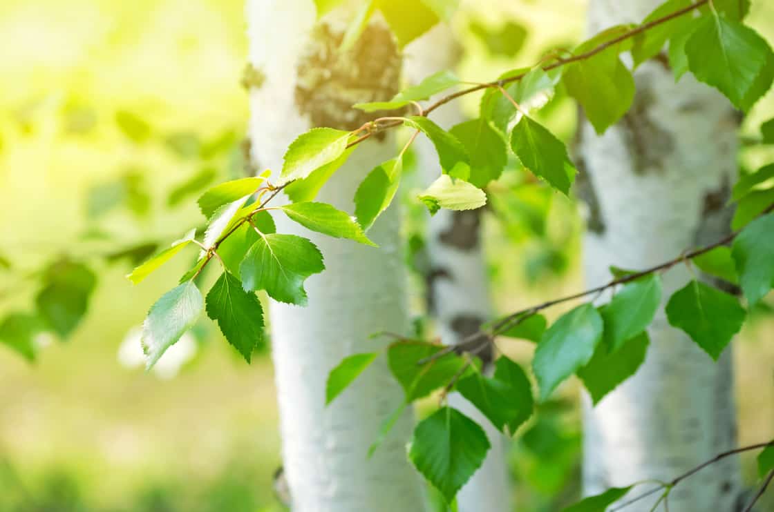 Birch leaves in the sunlight