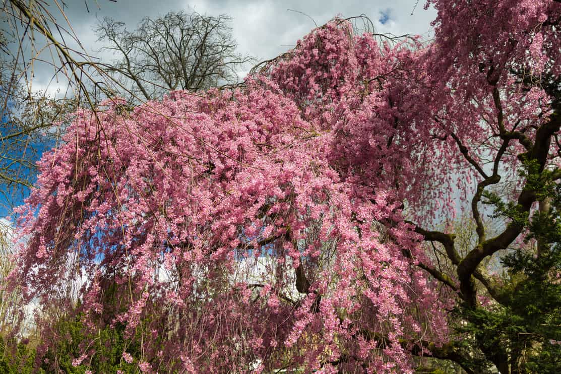 Detail of a Higan cherry tree in full blossom in spring, Frankfurt, Germany