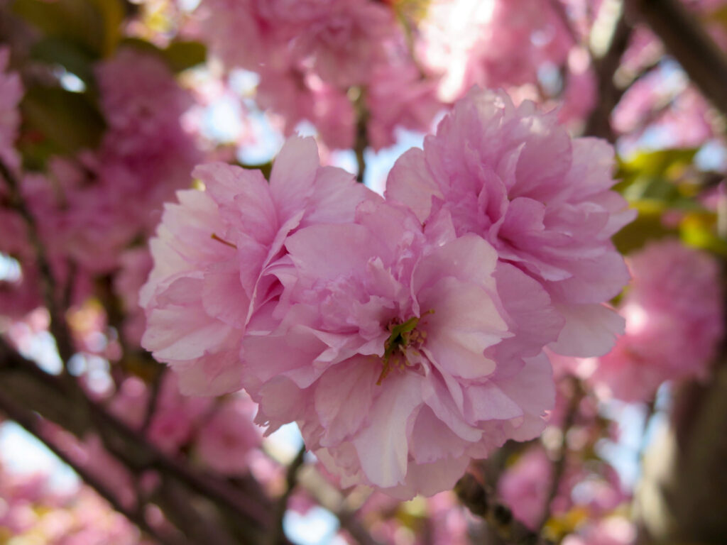 Detail of New Spring Cherry Blossom Tree