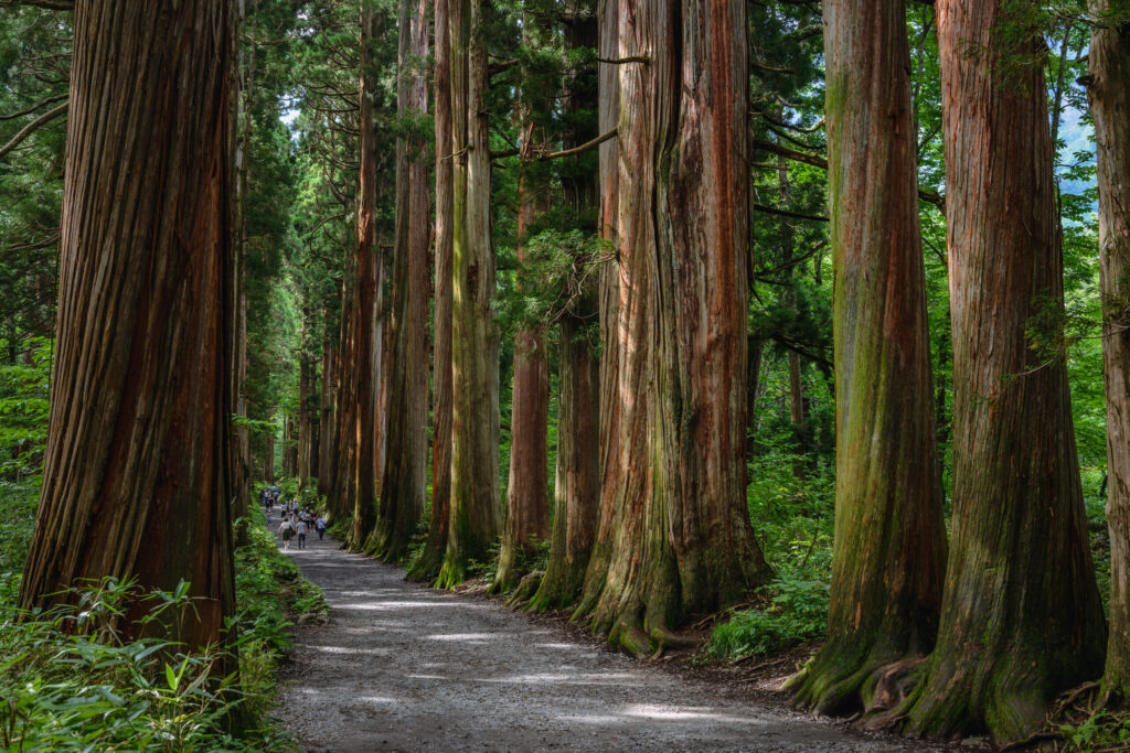 Row of cedar trees to the shrine