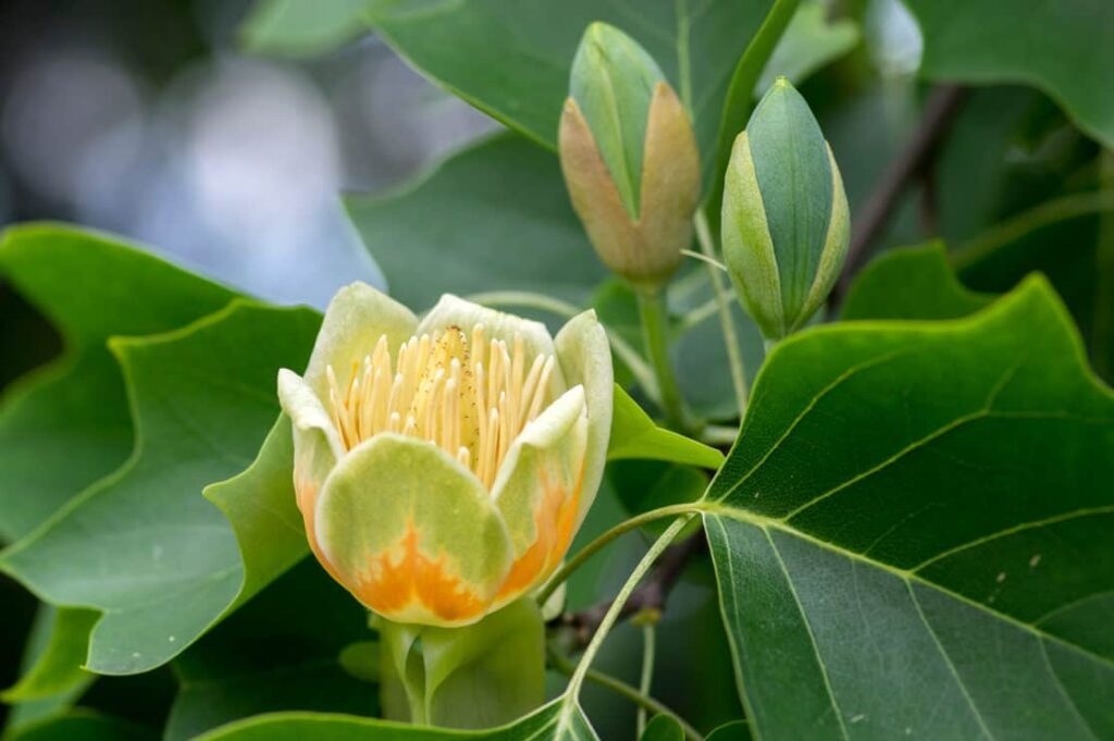 Liriodendron tulipifera beautiful ornamental tree in bloom, flowering yellow orange flowers