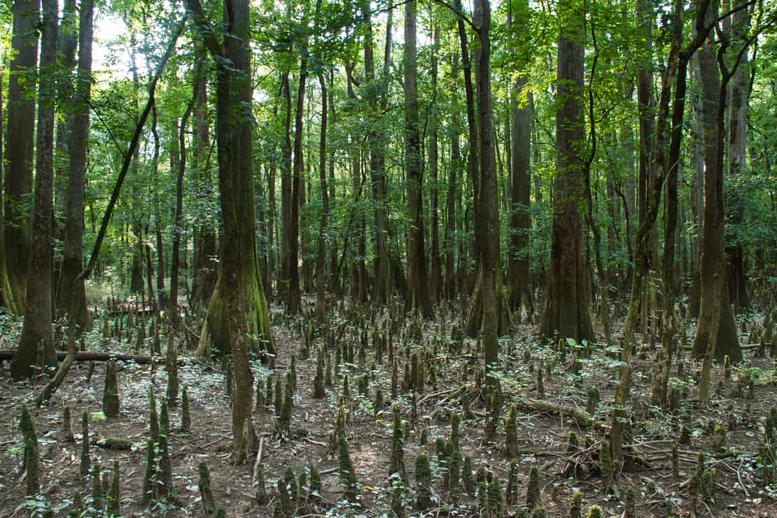 Cypress trees in the swamp of Congaree National Park.