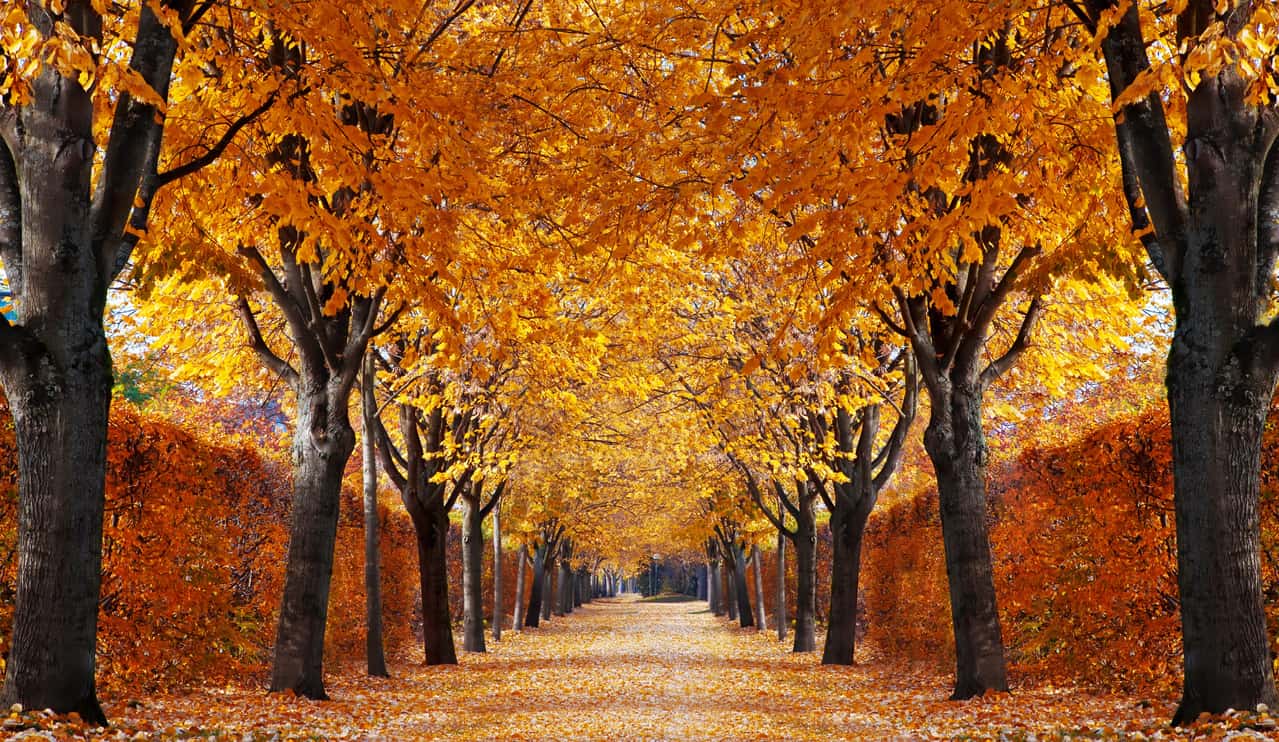 Autumn alley trees fall
